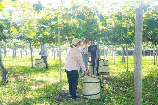 ワイン用ブドウの葉からできたお茶「北海道TEA ワインブドウリーフティー2025」発売