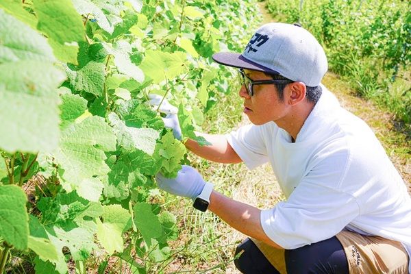 ワイン用ブドウの葉からできたお茶「北海道TEA ワインブドウリーフティー2025」発売