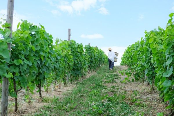 ワイン用ブドウの葉からできたお茶「北海道TEA ワインブドウリーフティー2025」発売