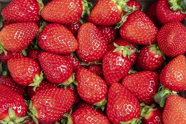 使用するいちごのイメージ 提供：ウェスティンホテル大阪