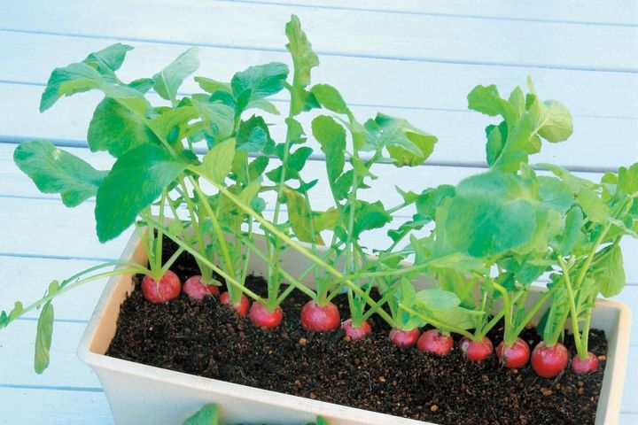 鉢で簡単に育てられる！春まき野菜【ラディッシュ＆コールラビ】の栽培のコツ