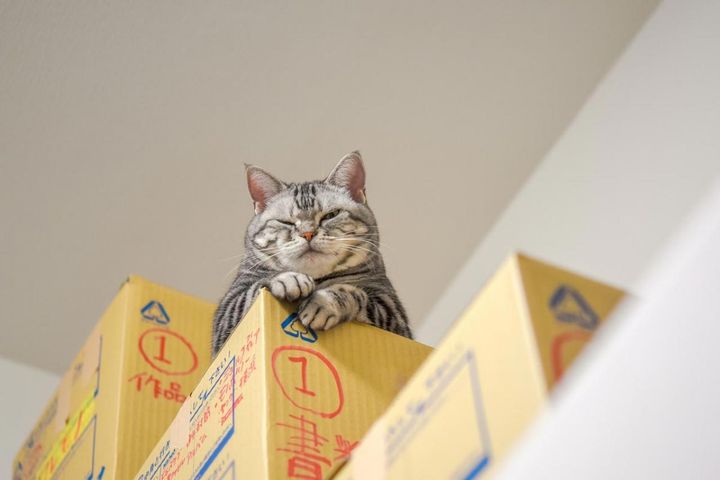 【猫の実話】「何事もほどほどがいちばん」そう教えてくれたのは、うちの猫