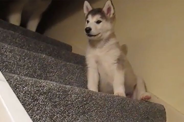 階段の途中で止まってしまったルナちゃん…頑固な表情がたまりません！！