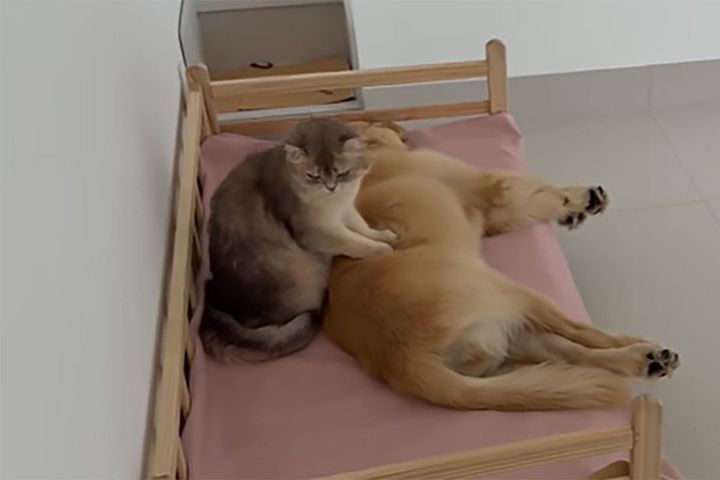 いつもよりも元気がなさそうなゴールデン・レトリバーを猫がマッサージ！？