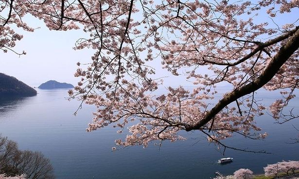 【写真】海津大崎の桜 画像提供：びわ湖高島観光協会