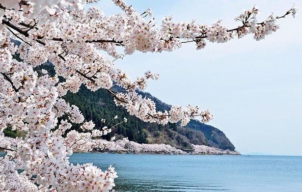 琵琶湖の湖岸沿い約4キロにおよぶ桜の絶景 画像提供：びわ湖高島観光協会