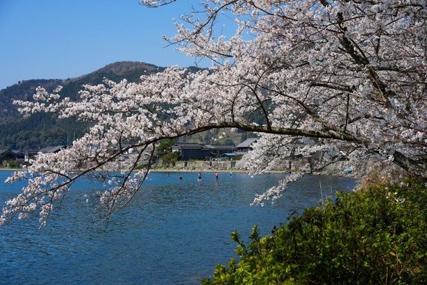 海津大崎の桜 画像提供：びわ湖高島観光協会