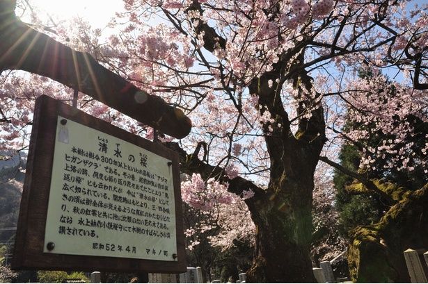 「見返りの桜」の異名をもつ清水(しょうず)の桜は、県の自然記念物指定の桜 画像提供：びわ湖高島観光協会