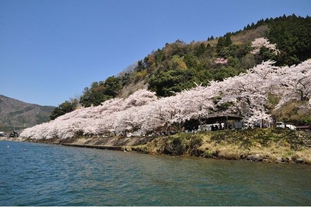 海津大崎の桜 画像提供：びわ湖高島観光協会