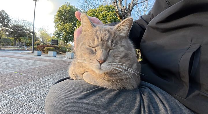 膝の上を確保した猫