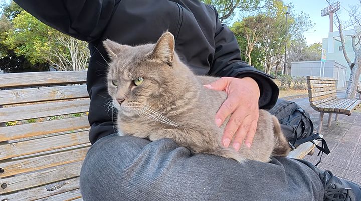 膝から降りない猫