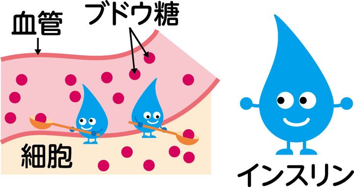 血糖値＿インスリン