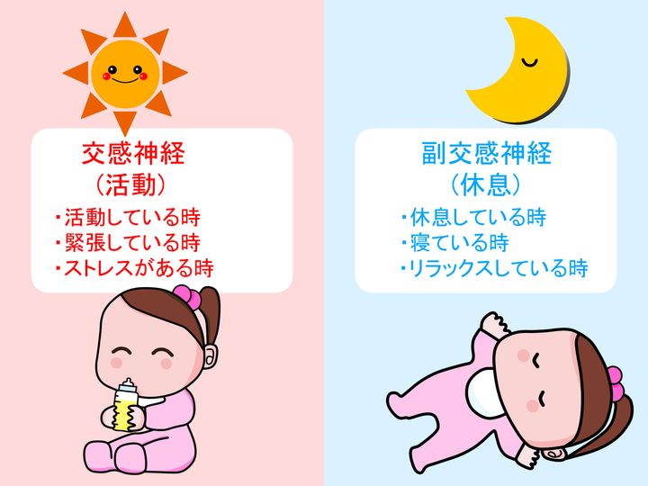 交感神経＿副交感神経