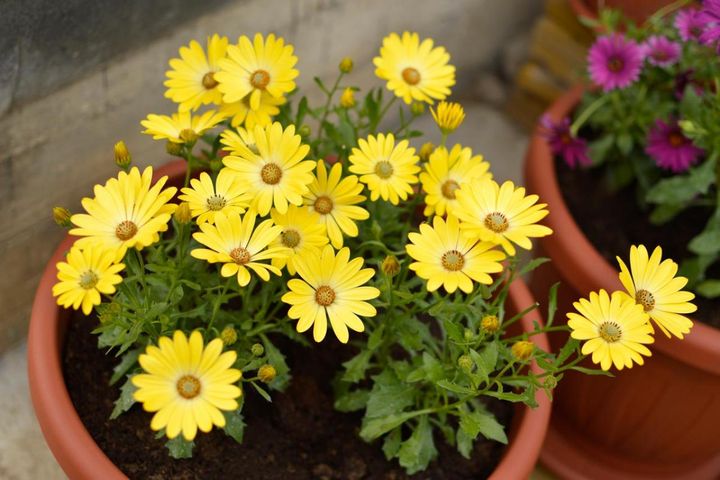 鉢植えで楽しむ春の花7選。初心者でも愛らしい花をたくさん咲かせる方法 【ガーデニング】