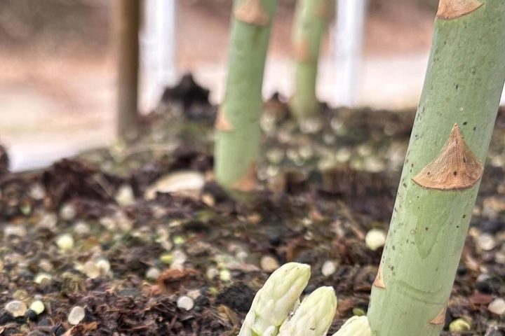 太いアスパラガスの根元に、小さな「3兄弟」が！