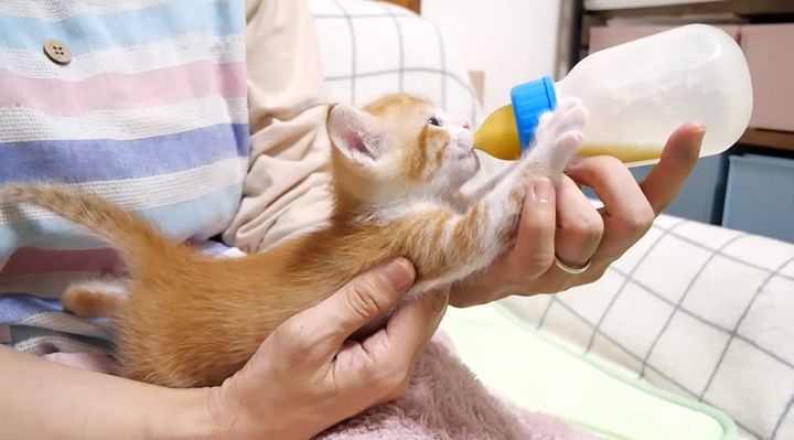 ミルクを飲む子猫