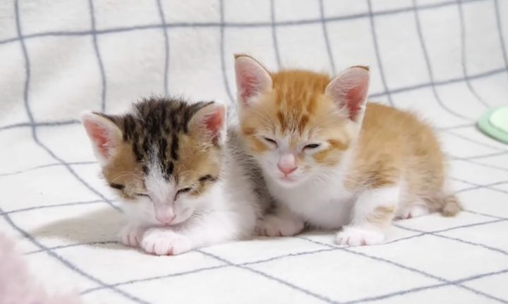 寄り添う子猫達