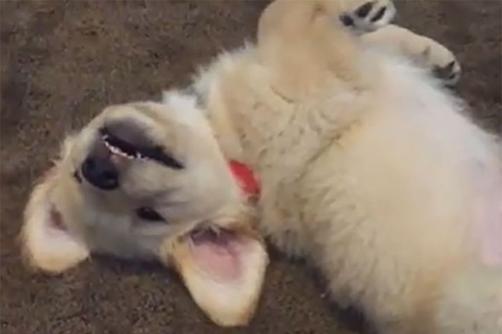 お腹を見せてリラックスモードのブーマーくん。ここから挑戦が始まります！