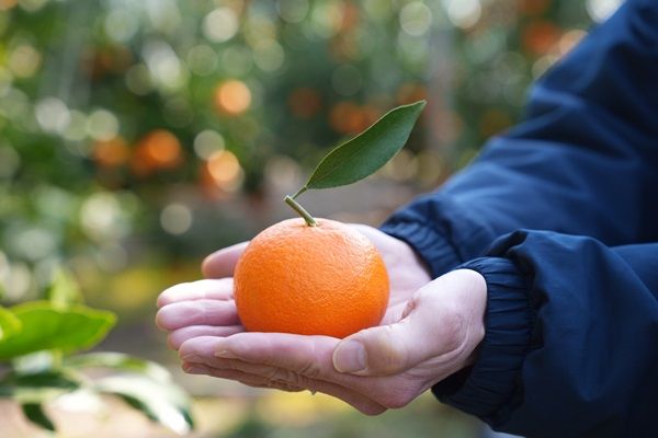 おおいた発の新ブランド「おおいた温泉みかん」誕生！季節ごとに様々な品種を楽しめる