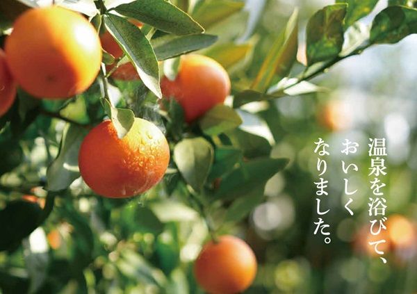 おおいた発の新ブランド「おおいた温泉みかん」誕生！季節ごとに様々な品種を楽しめる