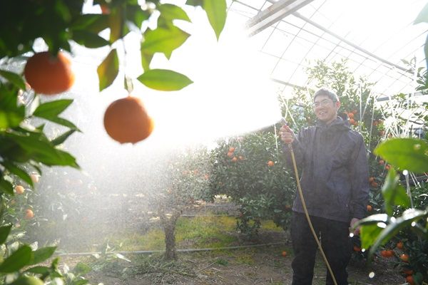 おおいた発の新ブランド「おおいた温泉みかん」誕生！季節ごとに様々な品種を楽しめる