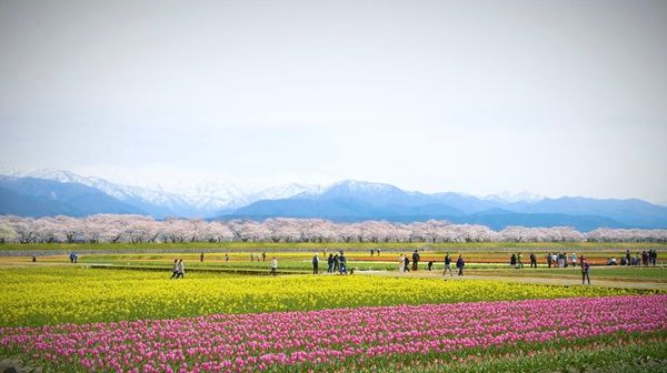 富山県朝日町の名景「春の四重奏」をモチーフにした刺繍キャップ、50個限定発売！