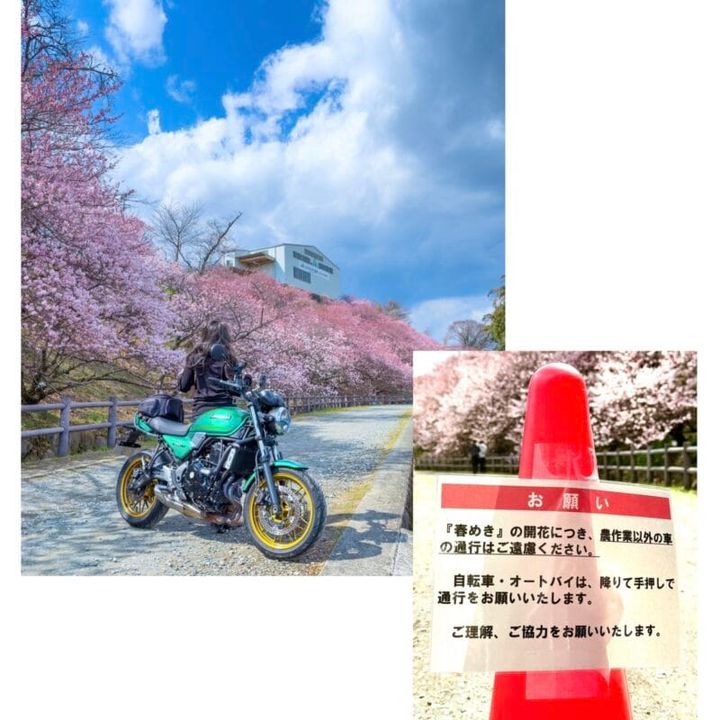 マナーを守ってみんなで桜を守りましょう！