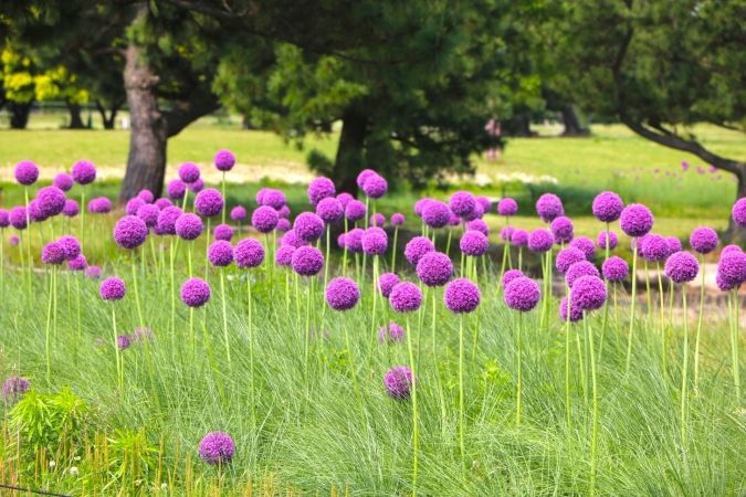 海の中道フラワーピクニック2026 アリウム・ギガンチウム