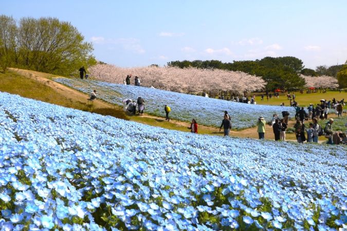 海の中道フラワーピクニック2026 ネモフィラ 桜