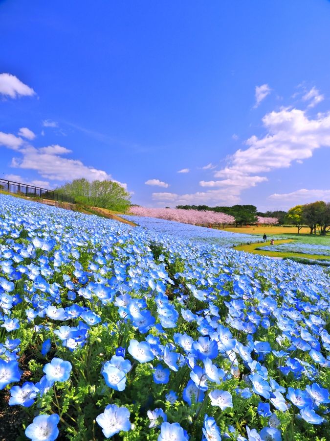 海の中道フラワーピクニック2026 ネモフィラ