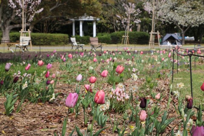 海の中道フラワーピクニック2026 ペレニアルガーデン