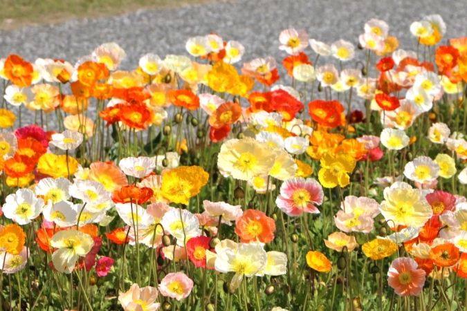 海の中道フラワーピクニック2026 アイスランドポピー