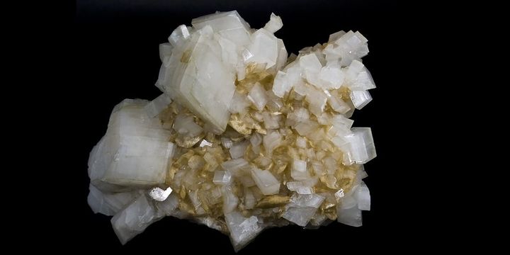 石の鎧をまとったアリがいる