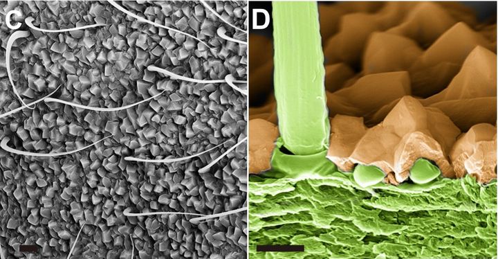 アリの鎧が教えてくれること