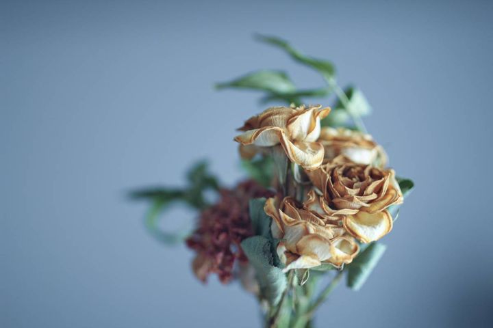 南西 人気運 下がる 枯れた植物