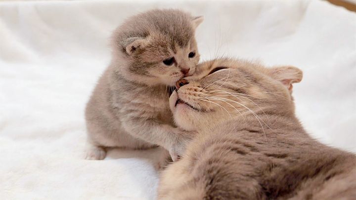 母猫と遊びたい子猫