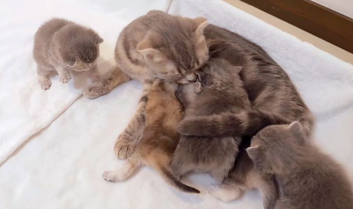 猫の親子のミルクタイム