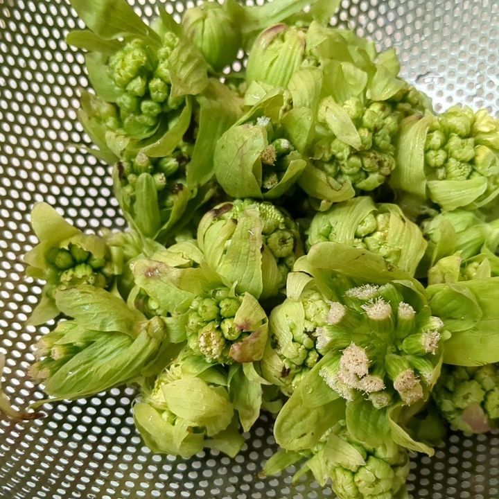 ふきのとうをお掃除します