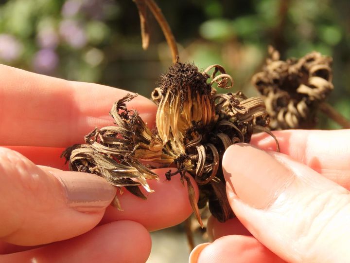 咲き終わったジニアの花がらからタネが採れる