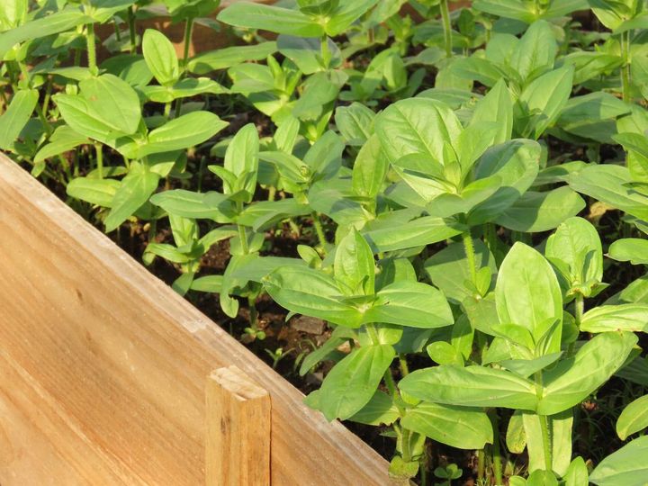 そろそろ鉢上げ時期