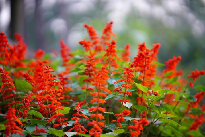 サルビア・スプレンデンス