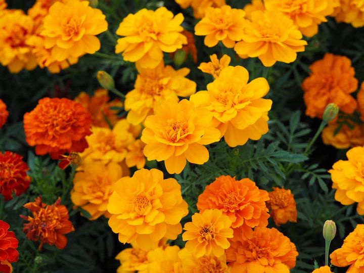 フレンチ・マリーゴールド