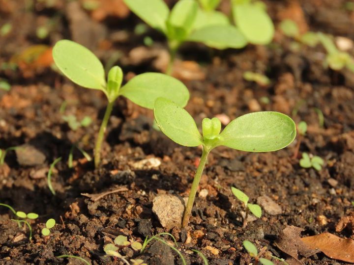 双葉の発芽