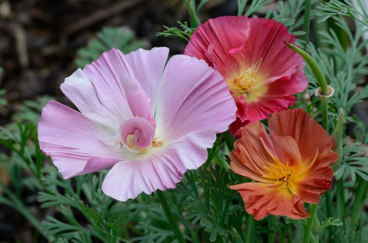 エスコルチア‛ジェリービーンズ’ 