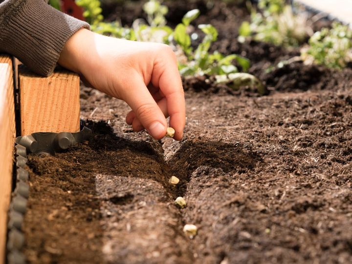 大きなタネを苗床の筋にまく