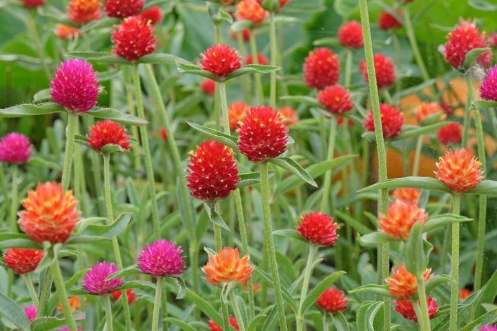 キバナセンニチコウ