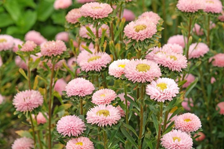 アスター‛マツモト’