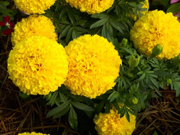 アフリカン・マリーゴールド