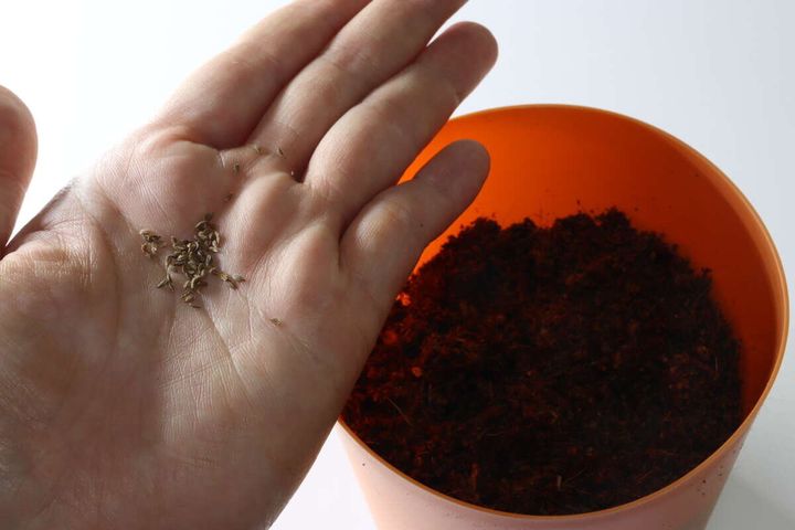 栽培セット まんまるにんじん 種