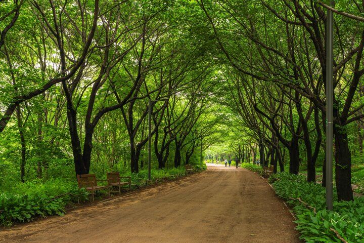 韓国・ソウルにも春が到来。お花見も、おいしいグルメも。春のソウルの楽しみ方